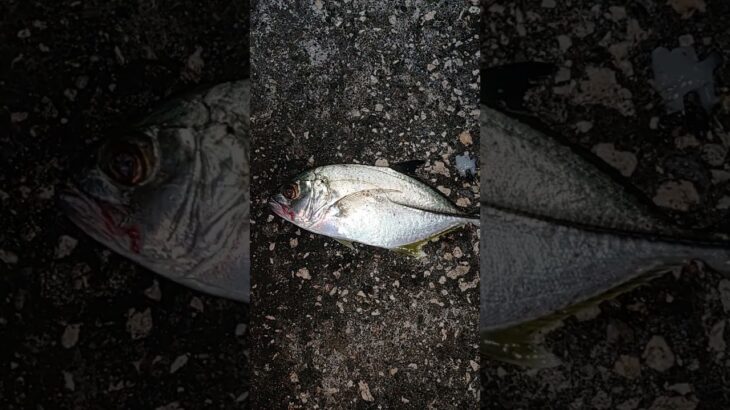 2023年 #fishing #宮古島 　夜の佐良浜港