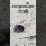 2023年 宮古島で遭遇したヤドカリさん🐚🐚