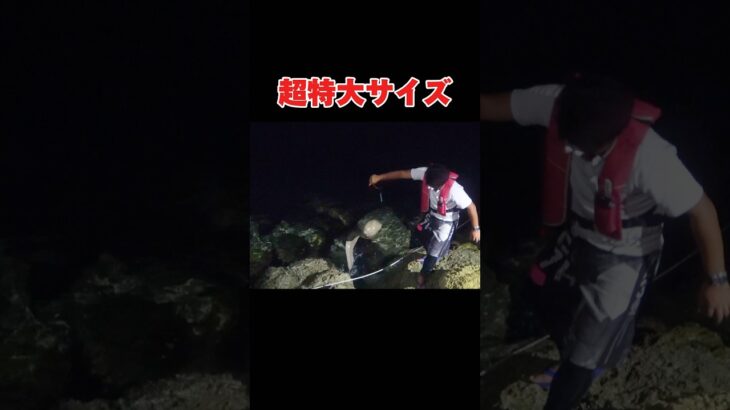 2023年 夜の魔物大型魚を釣り上げた#釣り#沖縄#宮古島