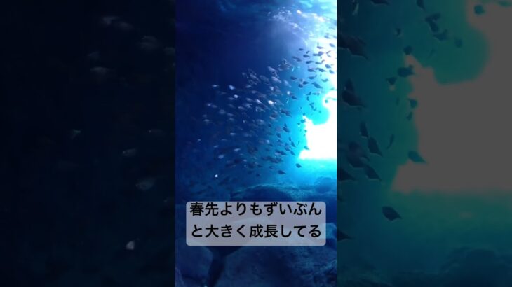 2023年 ハタンポの群れ#snorkeling #沖縄 #宮古島 #skindiving #洞窟 #シュノーケリング #music