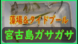 2023年 ガサガサ　宮古島　藻場の生き物調査