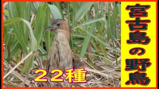 2023年 野鳥　渡り鳥　宮古島　2024