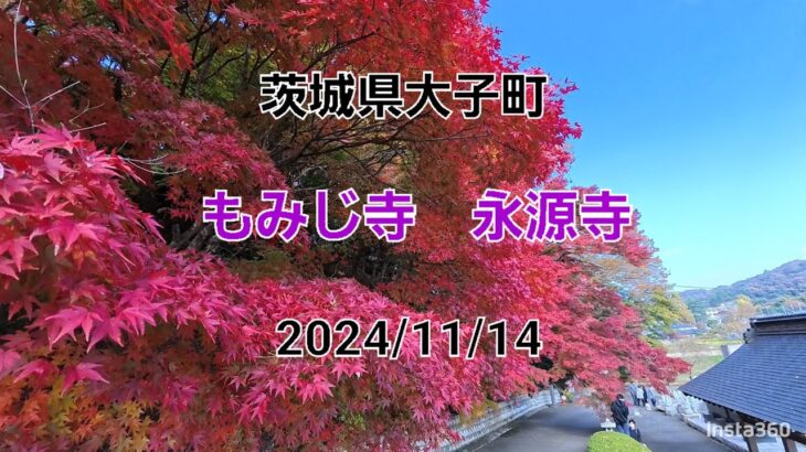 🍁[HD]2024/11/14 茨城県大子町 もみじ寺 永源寺 紅葉見頃に ダイジェスト版