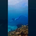 2023年 ついに海デビュー🧜🏻‍♀️🌊#marmaid #マーメイド #宮古島 #宮古島ダイビング #underthesea #mermaidswimming #ariel #アリエル #okinawa