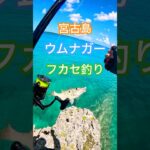 2023年 【宮古島産ウムナガー】#カーエー #釣り #ふかせ釣り #フカセ釣り #アウトドア #タマン #ロウニンアジ #宮古島 #沖縄釣り #shimano #daiwa #伊良部島