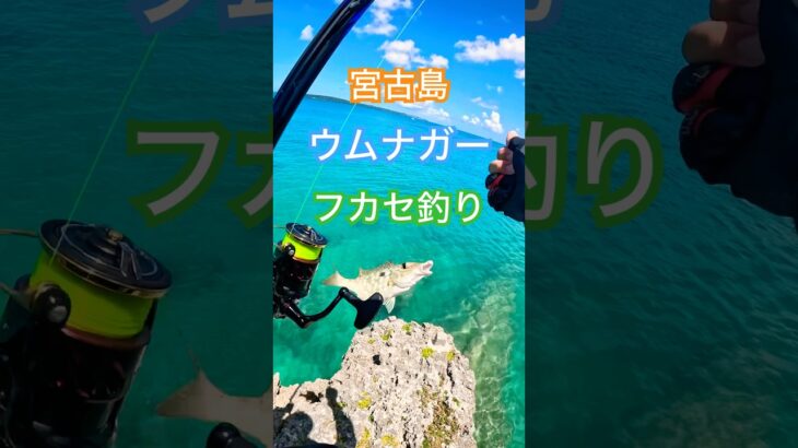 2023年 【宮古島産ウムナガー】#カーエー #釣り #ふかせ釣り #フカセ釣り #アウトドア #タマン #ロウニンアジ #宮古島 #沖縄釣り #shimano #daiwa #伊良部島