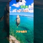 2023年 【宮古島産タマン】【フカセ釣り】#カーエー #釣り #ふかせ釣り #フカセ釣り #アウトドア #タマン #ロウニンアジ #宮古島 #沖縄釣り #shimano #daiwa