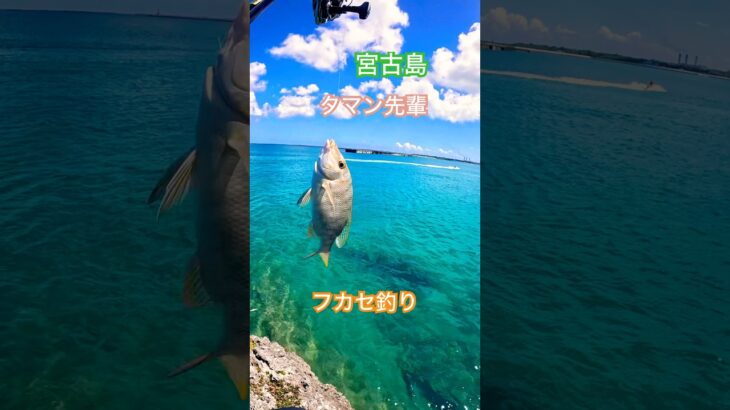 2023年 【宮古島産タマン】【フカセ釣り】#カーエー #釣り #ふかせ釣り #フカセ釣り #アウトドア #タマン #ロウニンアジ #宮古島 #沖縄釣り #shimano #daiwa