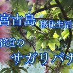2023年 【vlog】宮古島移住生活🏝️添道のサガリバナ🌸2025