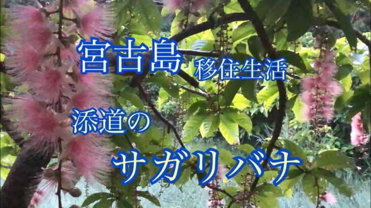 2023年 【vlog】宮古島移住生活🏝️添道のサガリバナ🌸2025