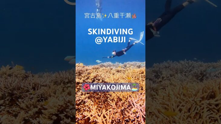2023年 2025.7★本気の夏が来た！八重干瀬／宮古島★スキンダイビング #skindiving #miyakojima #yabiji  #八重干瀬 #freediving #snorkel