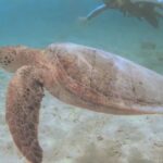 2023年 【4K】ウミガメとシュノーケリング①　【宮古島・新城海岸】