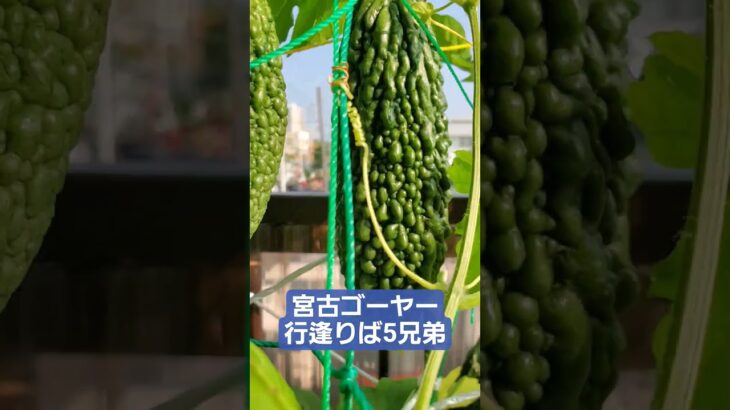 2023年 宮古島ゴーヤー同じ苗から5本つながってなってる😀   #ゴーヤーの育て方 　#ゴーヤー栽培　#無人販売