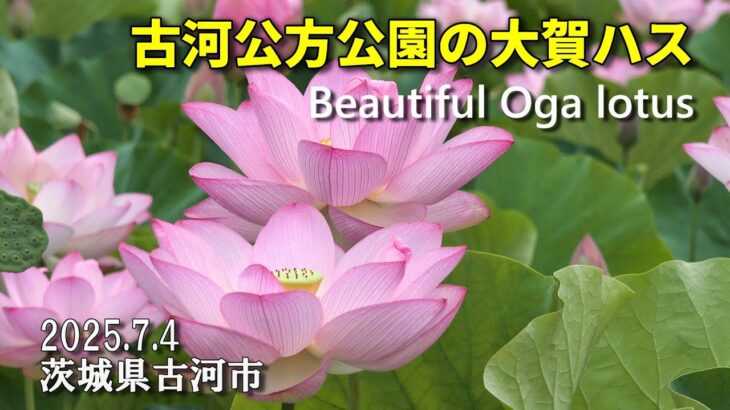 大賀ハスが美しい古河公方公園 Beautiful Oga lotus 2025年7月4日 : 茨城県古河市 : 4K // 茨城観光旅行Vlog