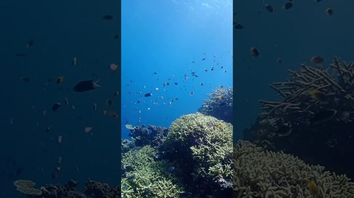 2023年 미야코지마 PADA MIYAKO 야비지투어 2 #scubadiving #fish #ocean #야비지