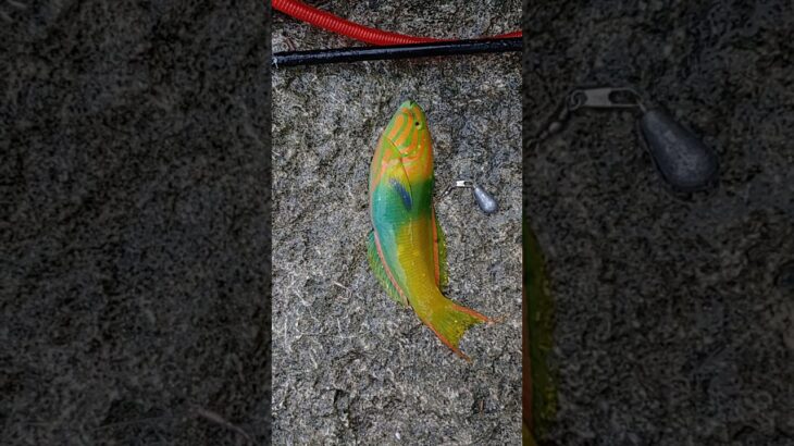 2023年 #宮古島 #fishing