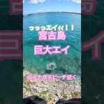 2023年 【釣り中にエイ出現】 #fishing #釣り #タマン #カーエー #ロウニンアジ #宮古島 #ダイビング #打ち込み釣り #キャンプ #fishing