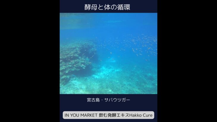 2023年 酵母と循環 宮古島・サバウツガー 　 #inyouマーケット #健康 #研究