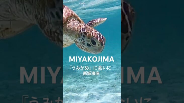 2023年 「うみがめ」に会いに 宮古島mp4