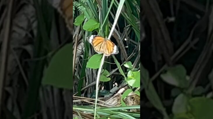 2023年 宮古島の自然散歩　バターフライと会話　#naturewalk in #okinawa #travel #youtubevideo #trendingvideo #coralreef #珊瑚礁