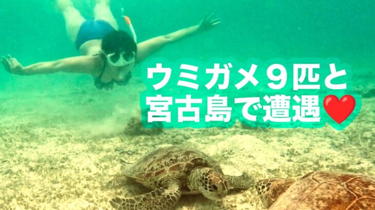 2023年 宮古島でウミガメ９匹と会いました！！
