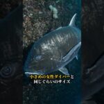 2023年 宮古島のダイビング中に会える大物【ロウニンアジ】 #ダイビング #ダイビングショップ