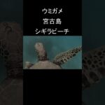2023年 #ウミガメ #宮古島 #シュノーケリング  #シギラビーチ