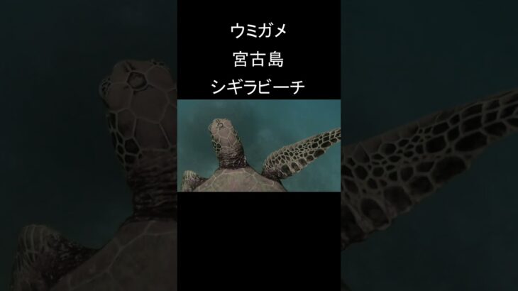 2023年 #ウミガメ #宮古島 #シュノーケリング  #シギラビーチ