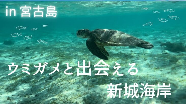 2023年 【宮古島・新城海岸】ウミガメに出会えた感動のひと時！癒しのシュノーケル体験🐢