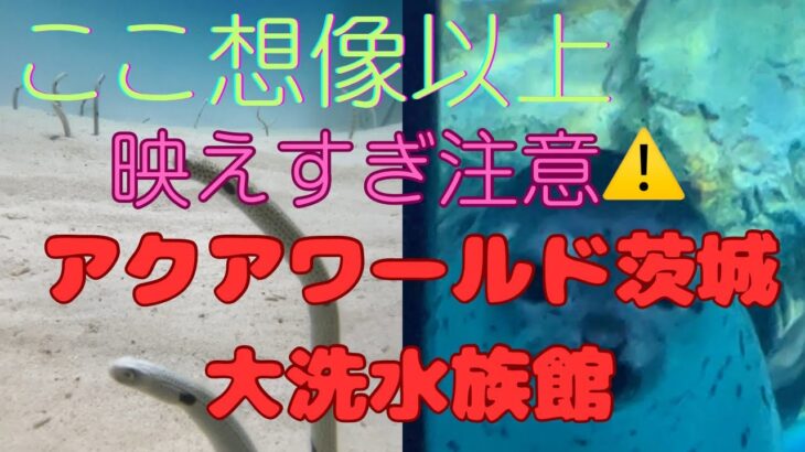 【想像以上⤴️映えすぎ注意⚠️ 「絶景×水族館＝大洗が最強だった　アクアワールド茨城　大洗水族館】#水族館 #アクアワールド