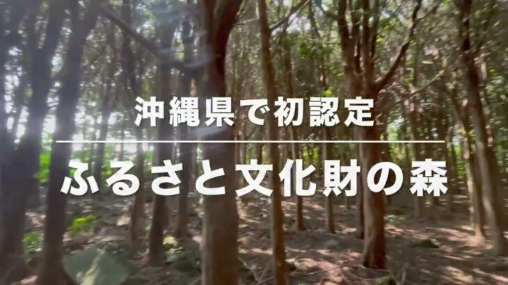 2023年 【宮古島】イヌマキ林=ふくさと文化財の森