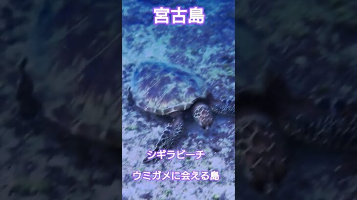 2023年 宮古島シギラビーチ