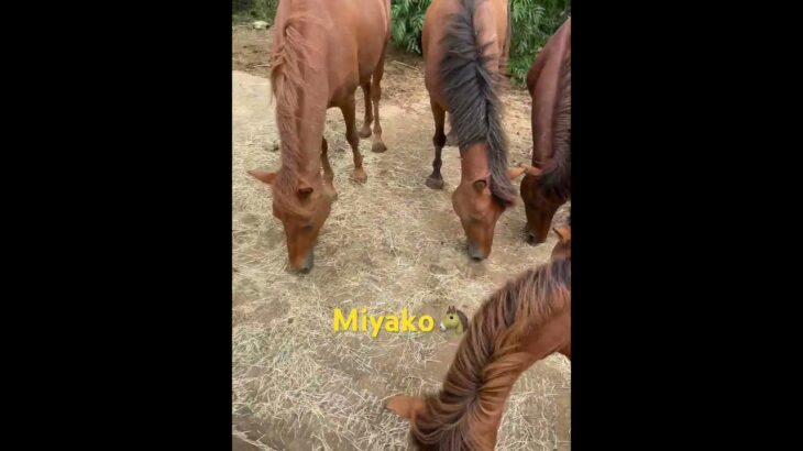 2023年 宮古島の思い出🐴また早く会いたいな🤎