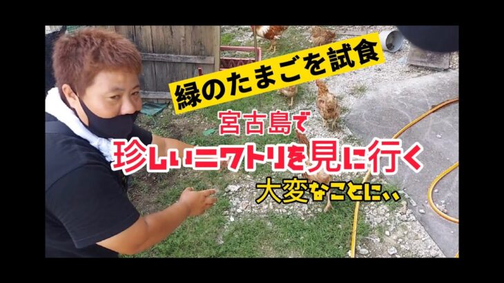 2023年 宮古島芸人　ニワトリに蹴られる