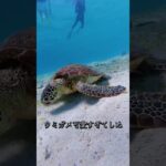 2023年 今年の夏旅行スタートは初の宮古島でした最強に素敵な場所やったまたすぐ行きたい＃宮古島＃ウミガメ#海＃ヤビジ#旅行 #vlog