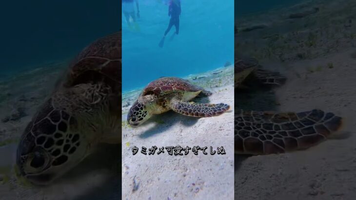 2023年 今年の夏旅行スタートは初の宮古島でした最強に素敵な場所やったまたすぐ行きたい＃宮古島＃ウミガメ#海＃ヤビジ#旅行 #vlog