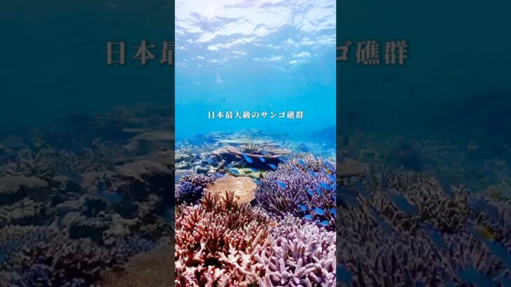 2023年 【宮古島】沖縄で1番サンゴが綺麗だと思う八重干瀬でシュノーケルしてきました🪸　　#サンゴ礁 #シュノーケル #沖縄離島 #宮古島 #八重干瀬