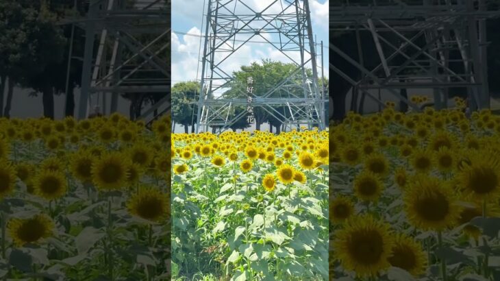 【期間限定】那珂市のひまわり畑🌻📍那珂総合公園 ひまわり畑（茨城県那珂市戸崎428-2） #茨城観光 #那珂市 #ひまわり畑