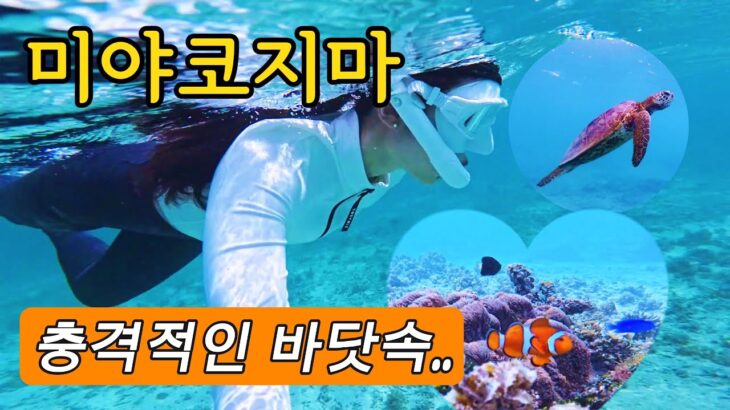 2023年 [Ep.2] 미야코지마 여행 필수 코스ㅣ니모•거북이 천국ㅣ역대급 스노클링 스폿ㅣ유키시오 뮤지엄ㅣ미야코키비차야ㅣ해리스쉬림프트럭ㅣ맛집 탐방까지 완벽했던 여행