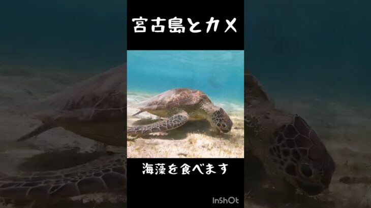 2023年 宮古島のシュノーケリングでカメと出会った　#shorts