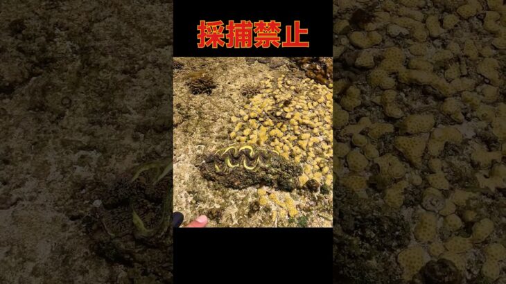 2023年 ホカク、ダメ、ゼッタイ #シャコ貝 #宮古島 #shorts