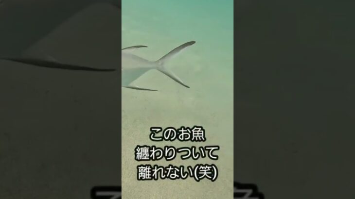 2023年 台風接近中、穏やかなわいわいビーチでスイム練習。#宮古島 #セカンドライフ #水中撮影 #トライアスロン #swimming