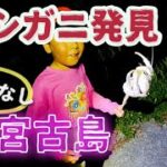 2023年 ヤシガニを探してたら…宮古島のレア生物が息子のツボすぎた！