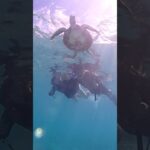 2023年 沖縄・宮古島の透明すぎる海でウミガメが…！？ #わいあわいビーチ