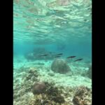2023年 宮古島に現れた烏賊の群れ🦑🦑🦑