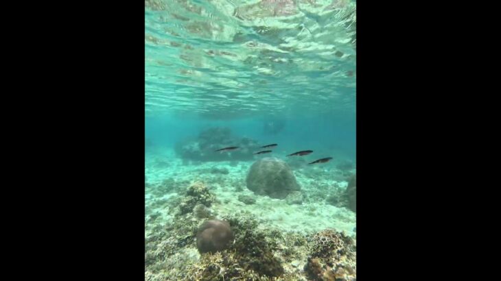 2023年 宮古島に現れた烏賊の群れ🦑🦑🦑