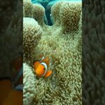 2023年 ニモの子供おった😍#vlog #宮古島 #宮古ブルー #ニモ #カクレクマノミ #リゾートバイト