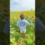 2023年 宮古島のひまわり畑🌻#vlog #ひまわり畑 #宮古島 #リゾートバイト #travel