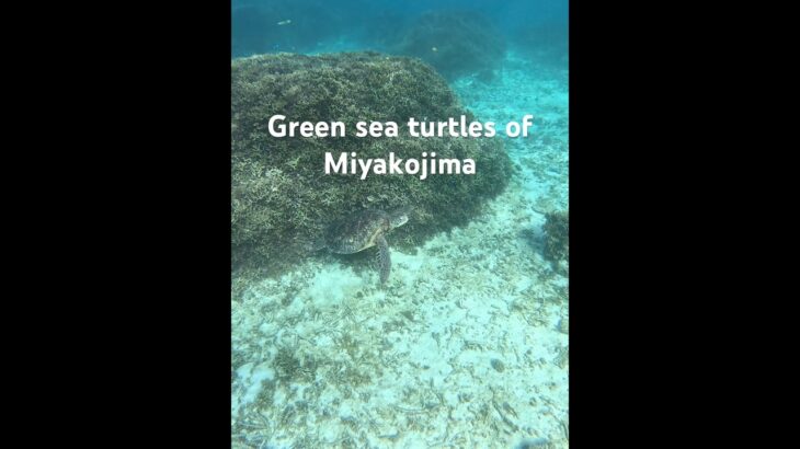 2023年 Green sea turtles of Miyakojima #シュノーケリング #turtle #スノーケリング #アオウミガメ #宮古島