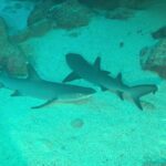 2023年 宮古島之旅: 潛水&自駕陸遊 Miyakojima Adventure: Diving and Driving